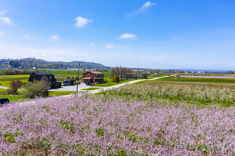 blooming orchard in spring